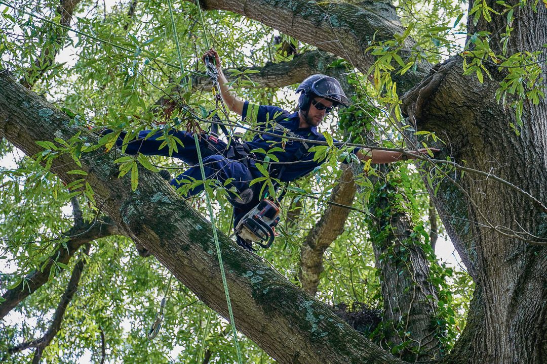 Everett Tree Service Raleigh's Top Tree Care, Removal & Plant Health
